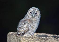 Strix aluco - Young Tawny owl